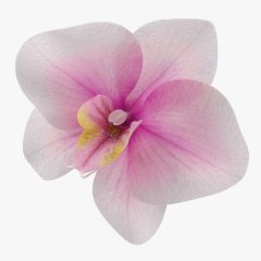 Orchid_Flower_3d_model_00.jpg628fc212-04d3-4114-b9ee-242a69722c59Large